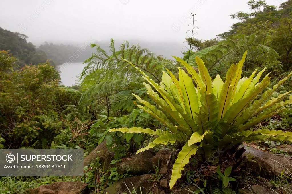 lush foliage surround water at twin lakes national park, negros, philippines