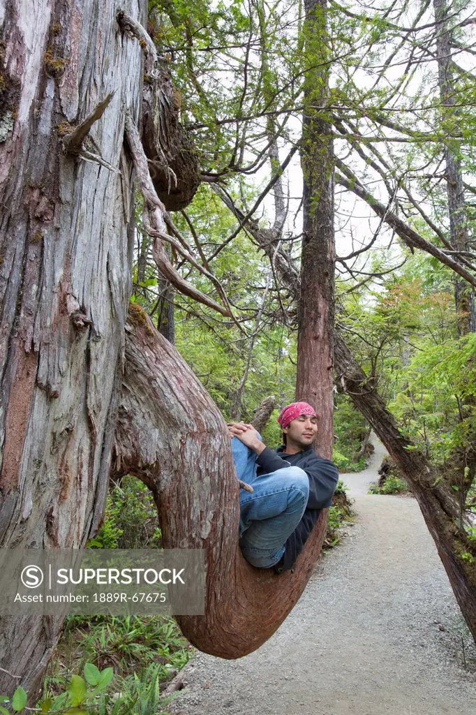 a man takes a rest on a large tree branch along the wild pacific trail on vancouver island, ucluelet, british columbia, canada
