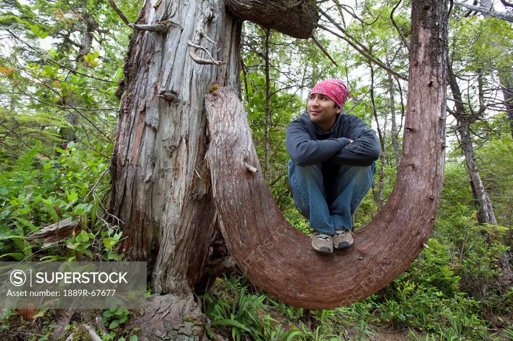 hiker rests in the crook of a large tree branch on the wild pacific trail, ucluelet, vancouver island, british columbia, canada