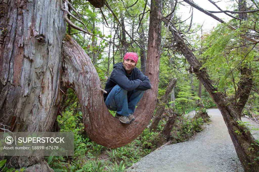 hiker rests in the crook of a large tree branch on the wild pacific trail, ucluelet, vancouver island, british columbia, canada