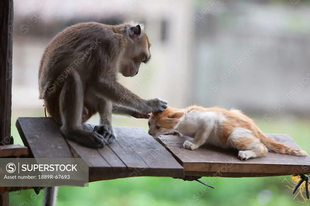 a captured pet monkey grooms a kitten at a farmer´s property near bias city, negros island, philippines