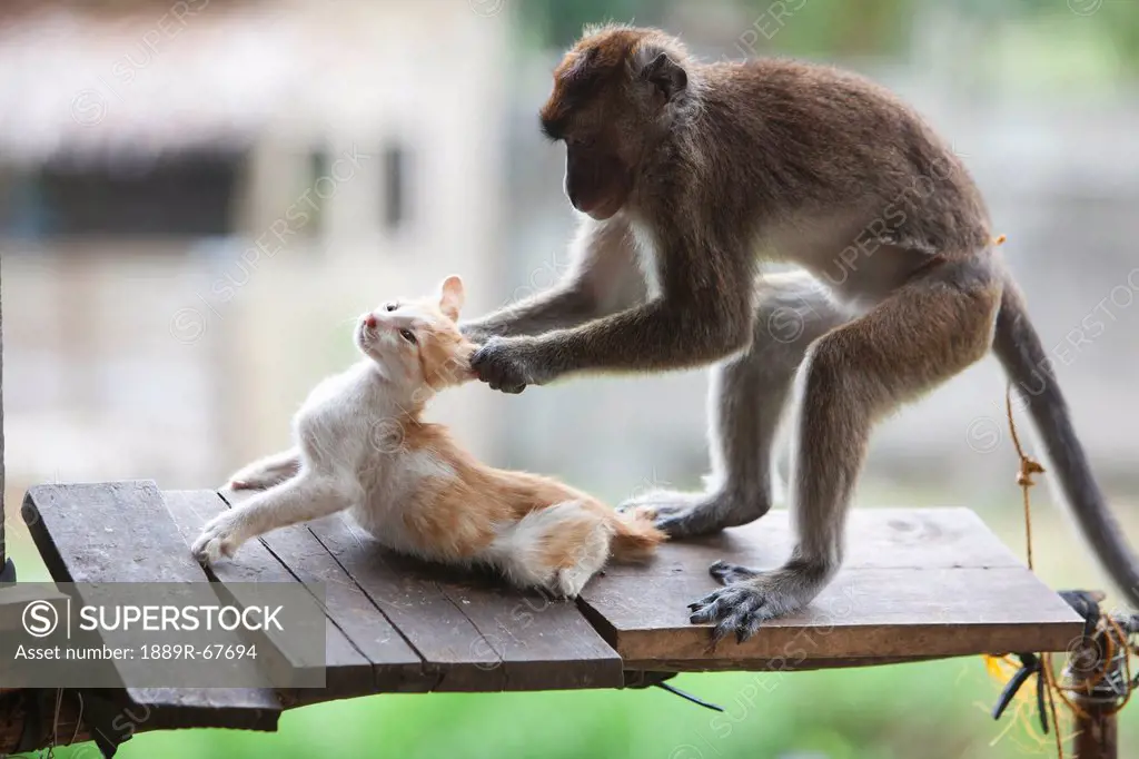 a captive monkey pulls a kitten´s ears at a farmer´s property near bias city, negros island, philippines