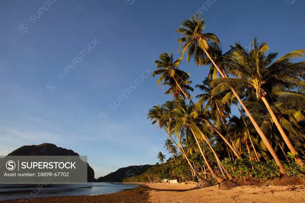coconut palm trees at sunset along the beach in corong corong, near el nido, bacuit archipelago, palawan, philippines