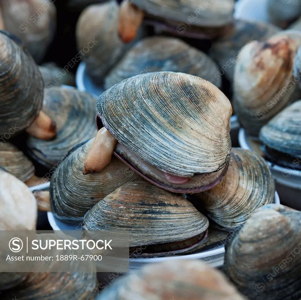 close_up of fresh clams in fish market, busan korea