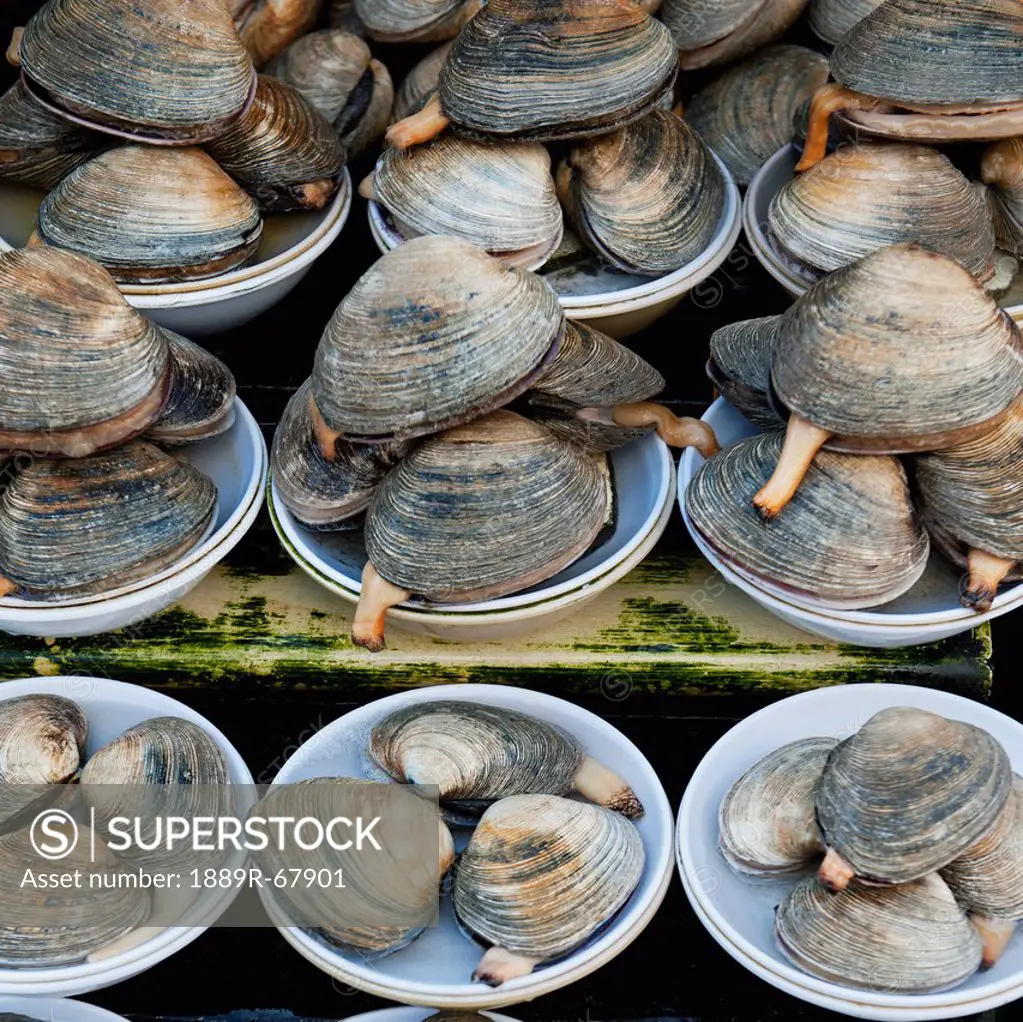 display of fresh clams in fish market, busan korea