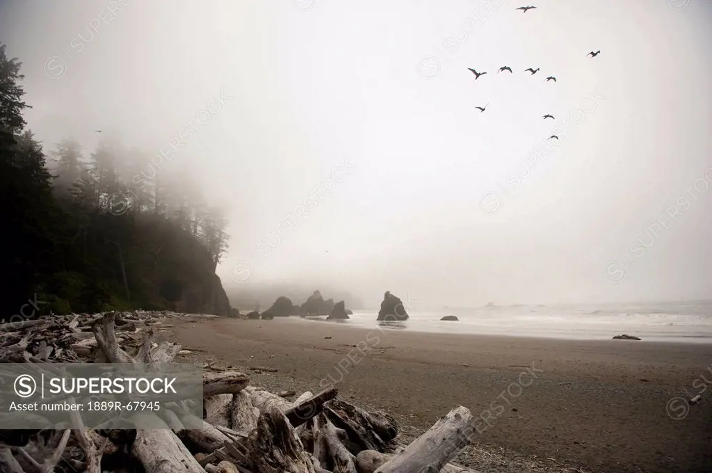 a flock of birds fly over a beach in the fog, abbey island washington united states of america