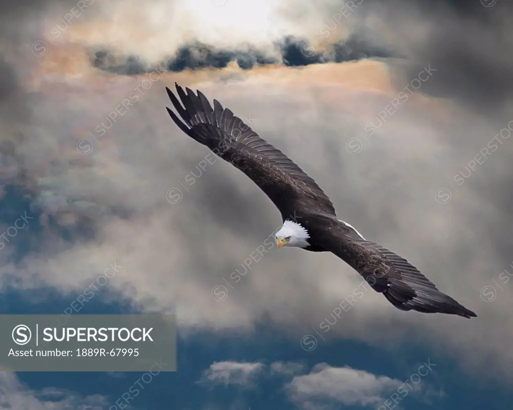 an eagle in flight rising above the storm, pateros washington united states of america