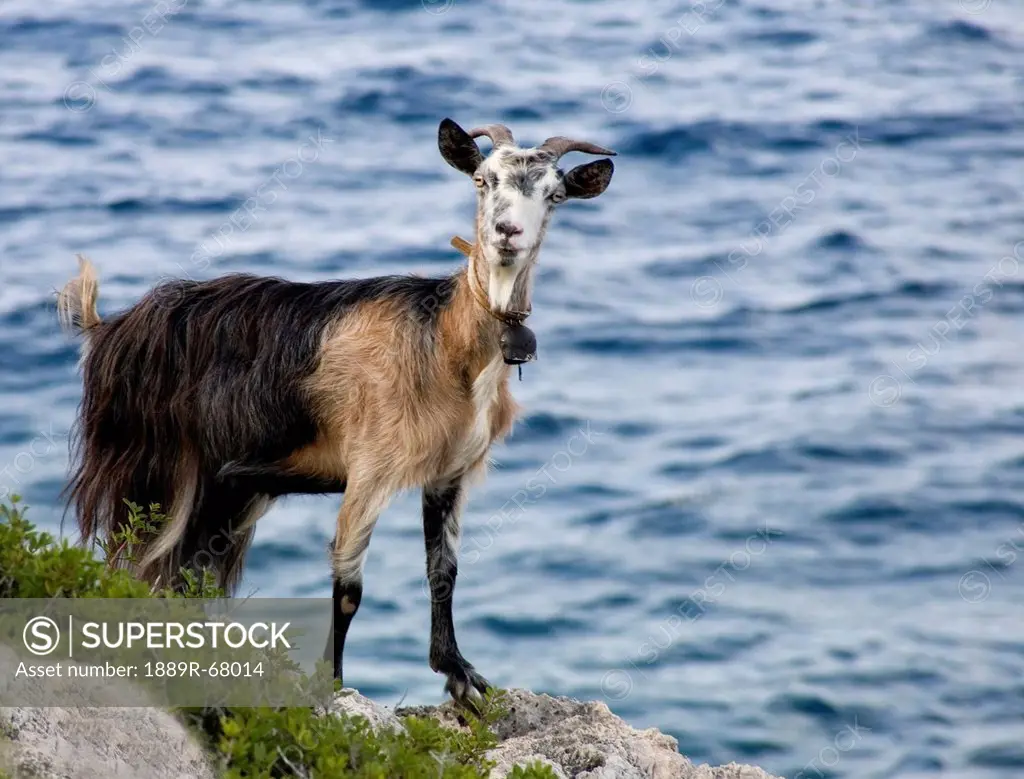 a goat stands at the water´s edge, island of ithaca greece