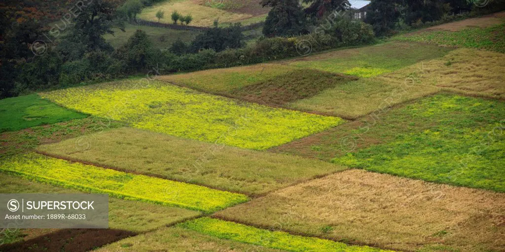 fields in various shades of green, bhutan