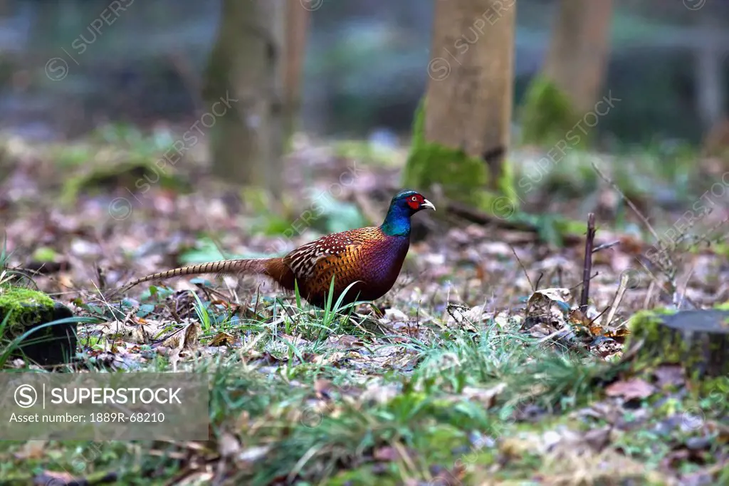 a bird sits on the forest floor, northumberland england