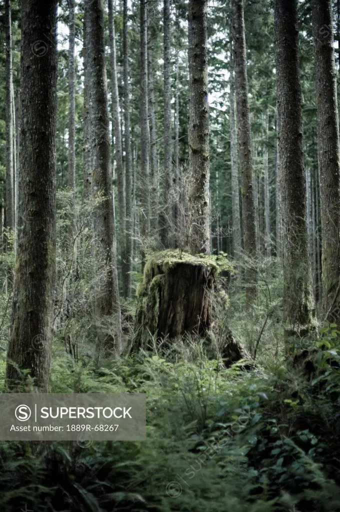 a tree stump in a forest at french beach, british columbia canada