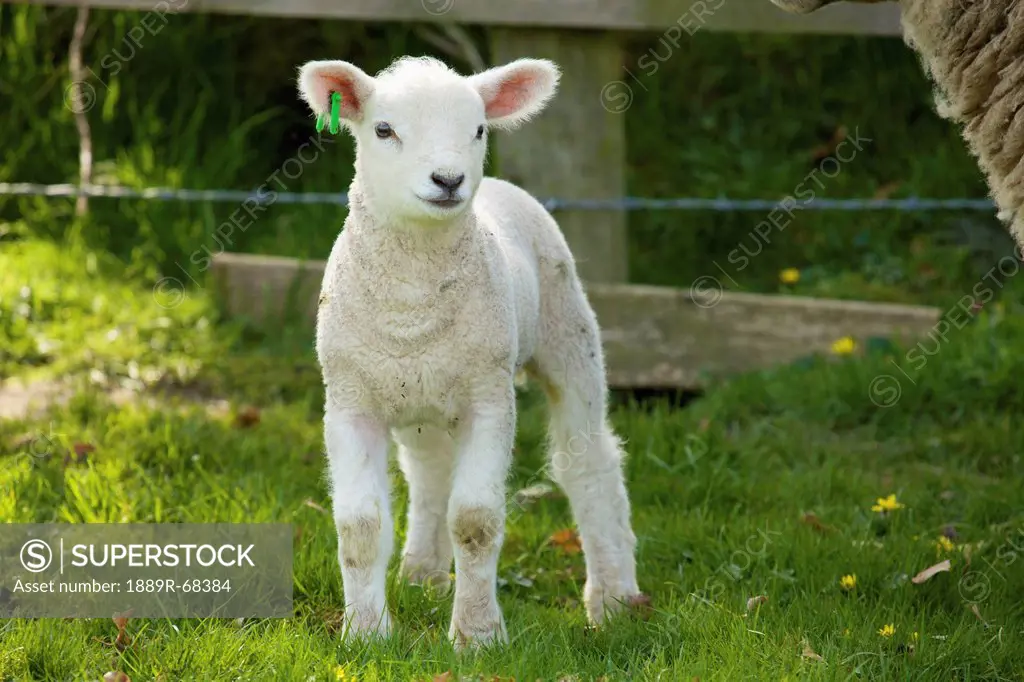 a lamb, dublin ireland