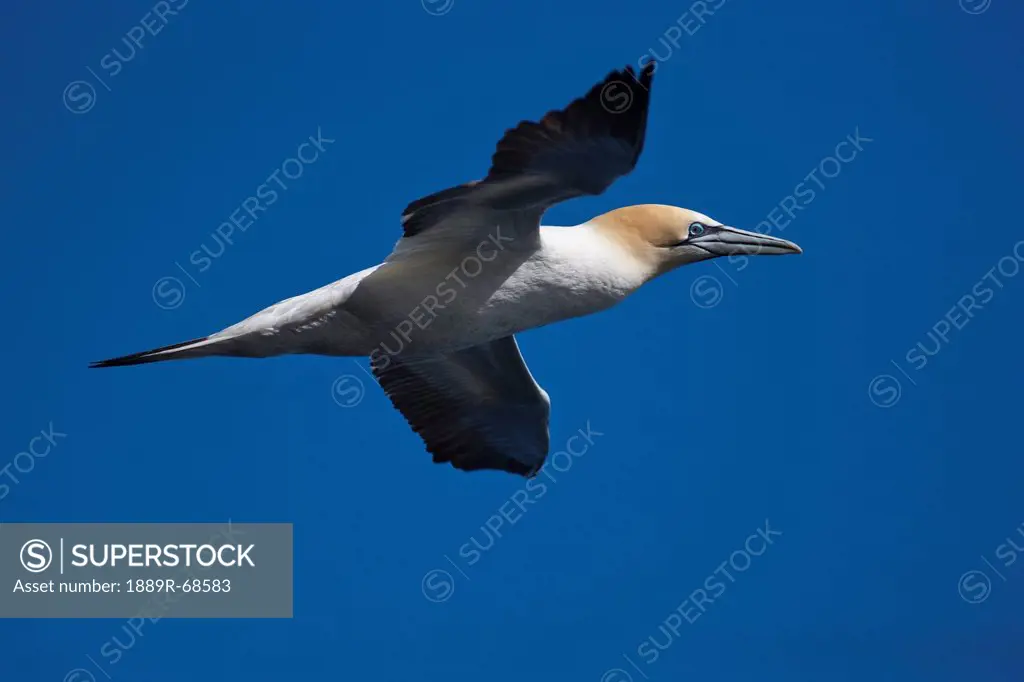 a gannet in flight, noss scotland