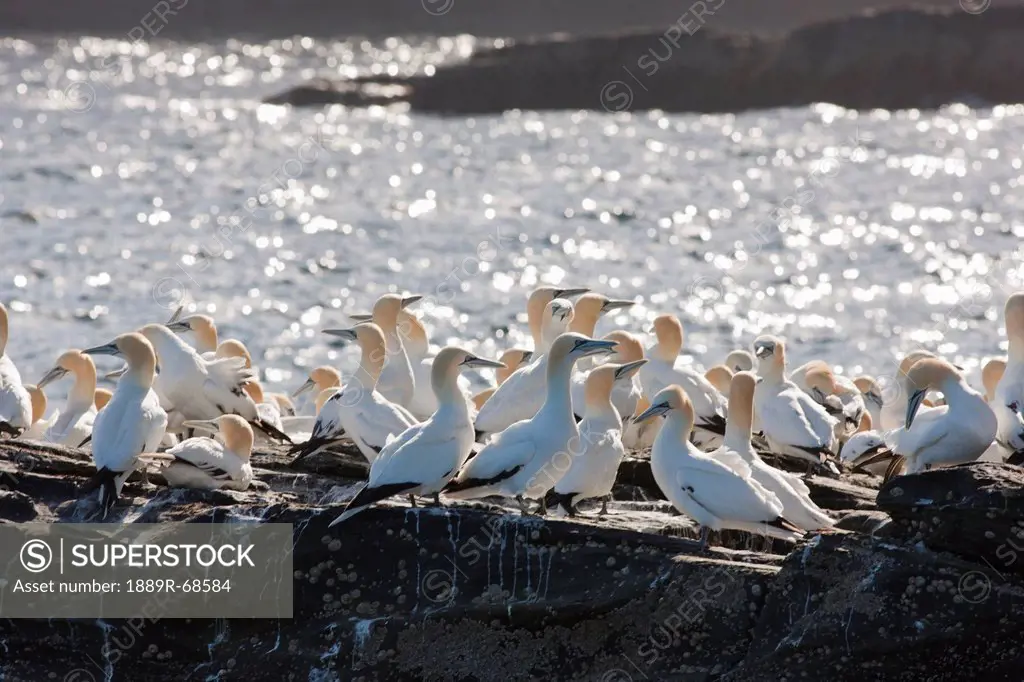 a flock of gannets standing on a rock by the water, noss scotland