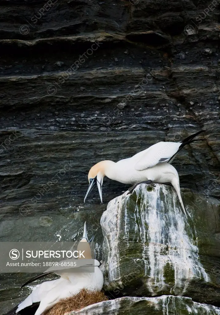 two gannets talking with one another on a rock, noss scotland