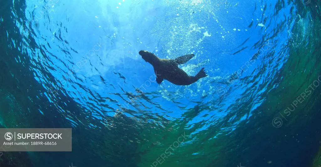 a sea lion in the water at los islotes national marine park on espiritu santos island near la paz, baja california mexico