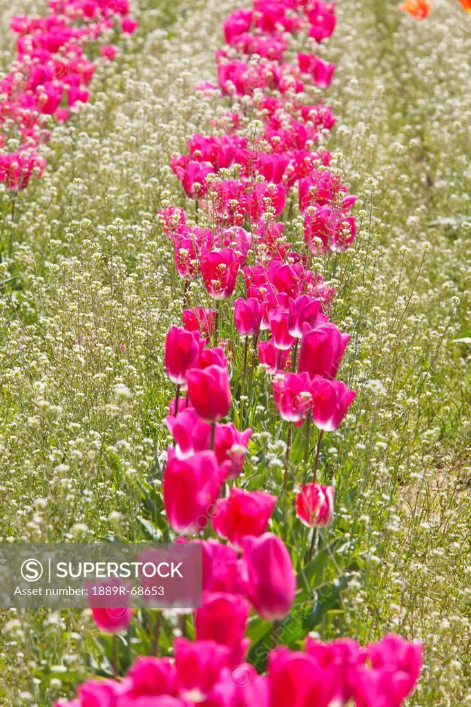 tulips in a field at wooden shoe tulip farm, woodburn oregon united states of america