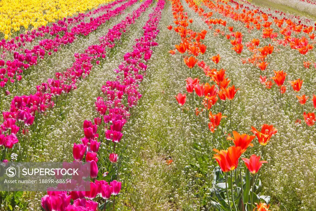 tulips in a field at wooden shoe tulip farm, woodburn oregon united states of america