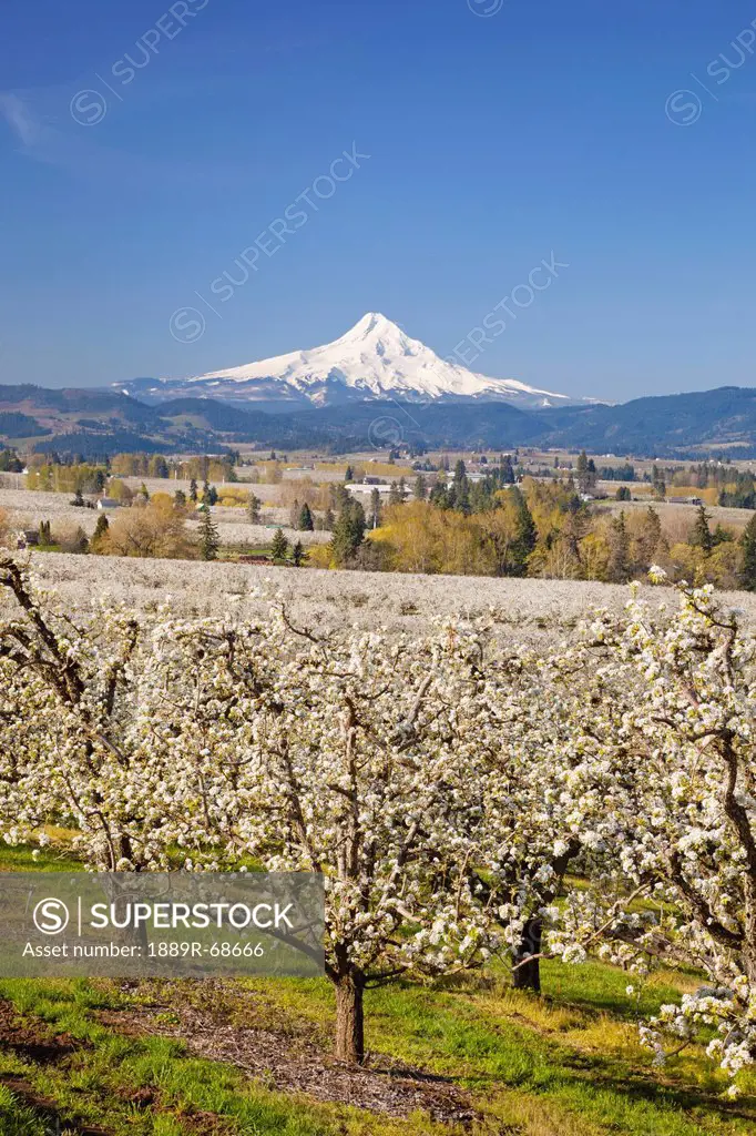 apple blossom trees and mount hood in columbia river gorge in the pacific northwest, oregon usa