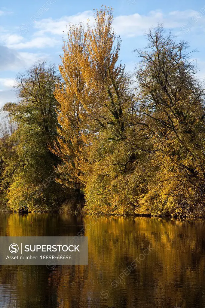 trees along the shoreline of river blackwater in autumn, fermoy county cork ireland