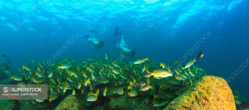 a school of fish underwater and two tourists scuba diving at los islotes national marine park espiritu santo island, la paz baja california mexico