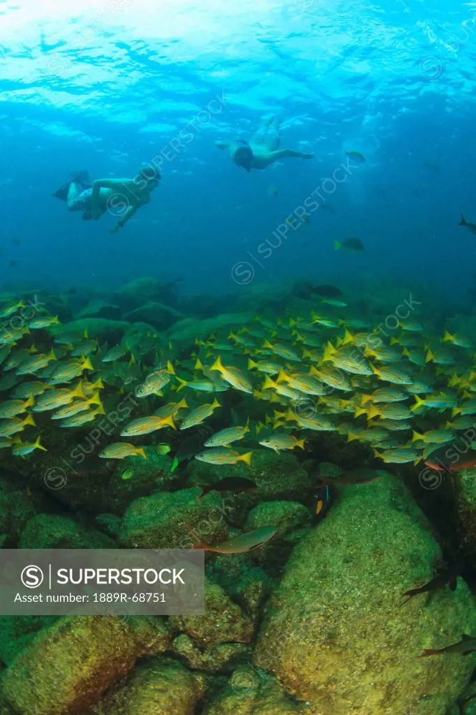 a tourist swimming with a school of fish underwater at los islotes national marine park espiritu santo island, la paz baja california mexico