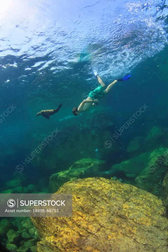 a tourist swims underwater with a sea lion at los islotes national marine park espiritu santo island, la paz baja california mexico