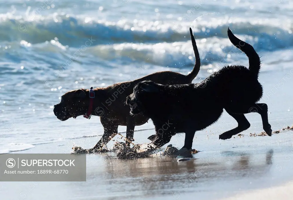 two dogs playing in the water on the beach at punta paloma, tarifa cadiz andalusia spain