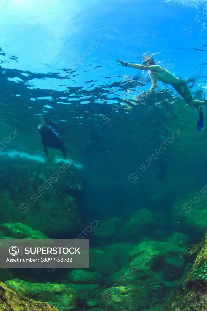 a tourist swimming underwater with a sea lion at los islotes national marine park espiritu santo island, la paz baja california mexico