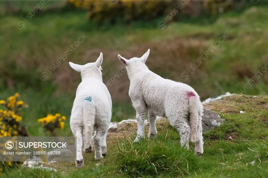 rear view of two lambs looking out over a cliff, northumberland england