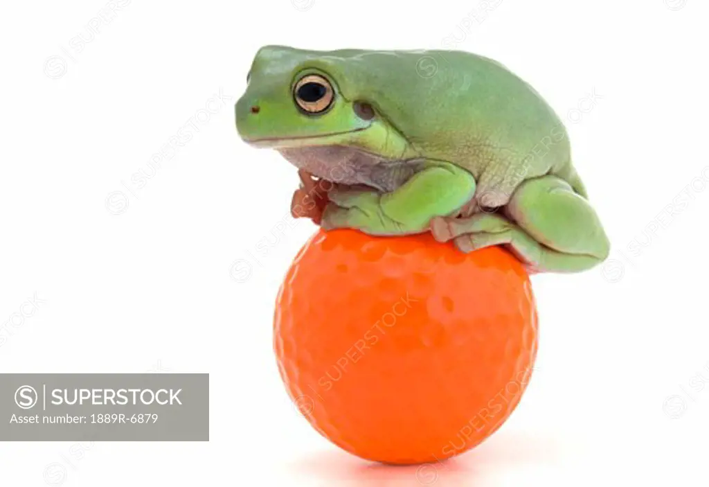 Frog sits on golf ball