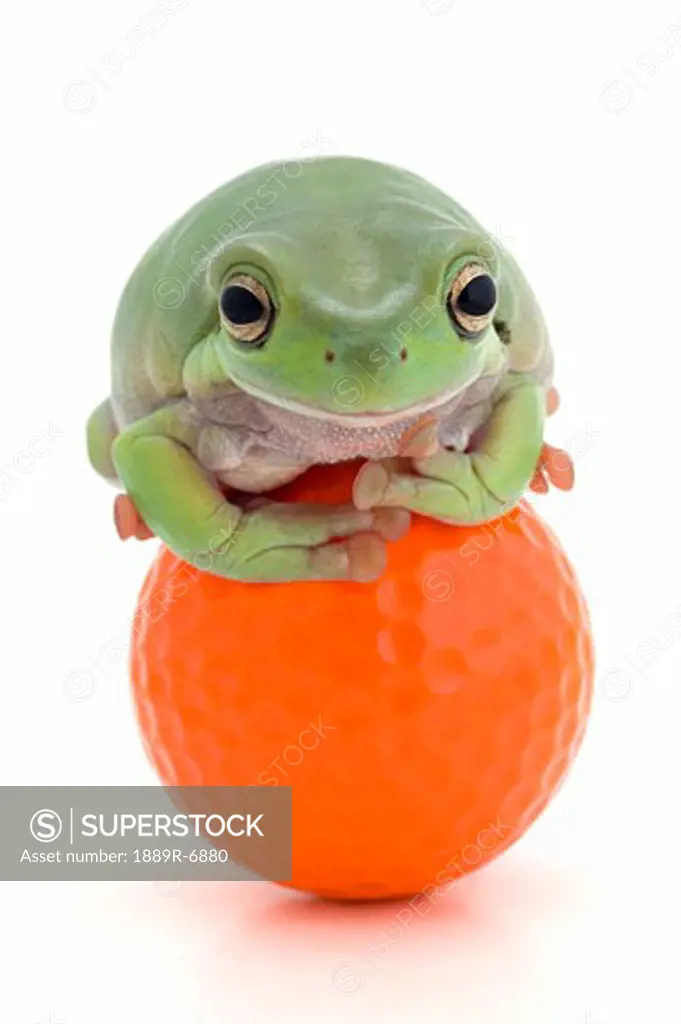 Frog on a golf ball