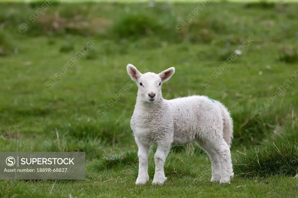 a lamb standing on the grass, northumberland england