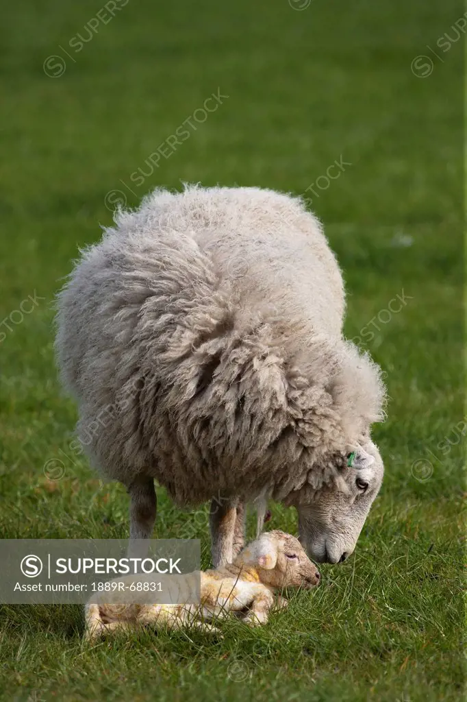 a sheep with her lamb, northumberland england