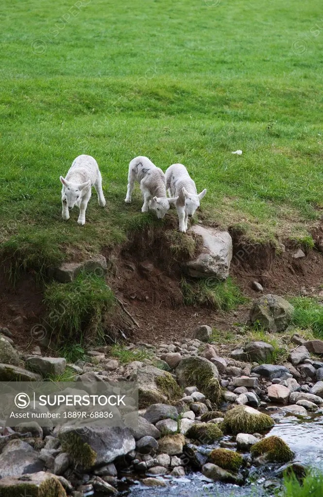 three lambs walking towards a stream, northumberland england