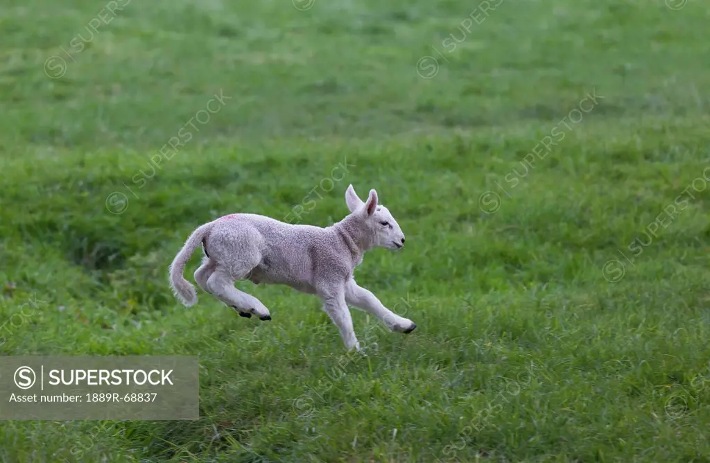 a lamb leaping on the grass, northumberland england