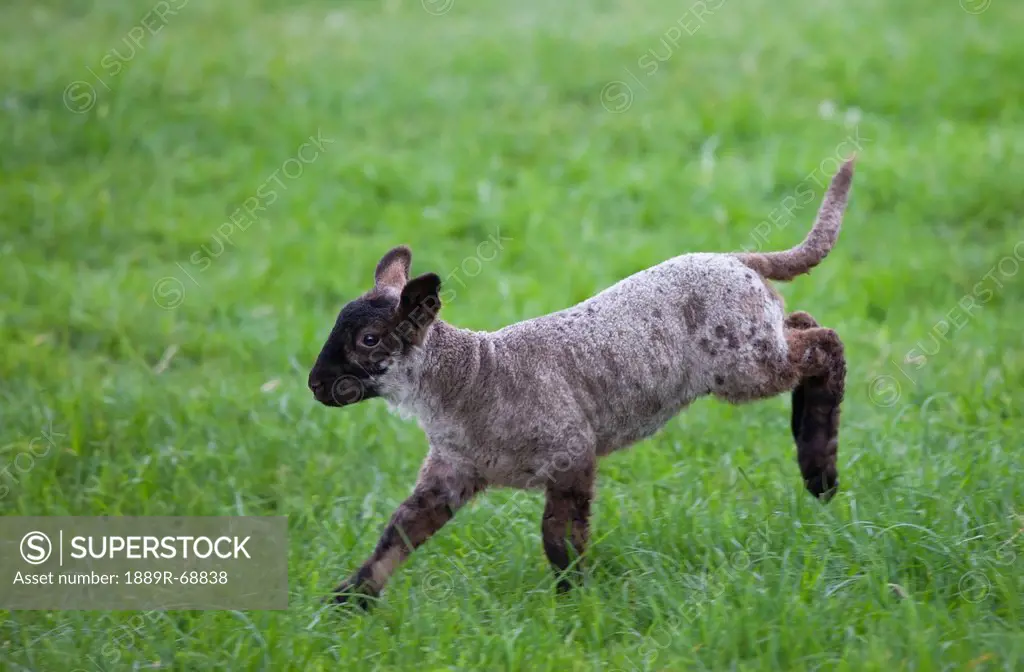 a lamb leaping on the grass, northumberland england