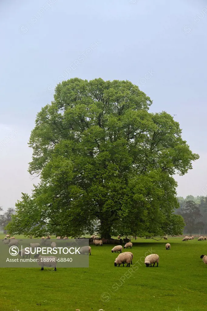 sheep grazing on the grass, northumberland england