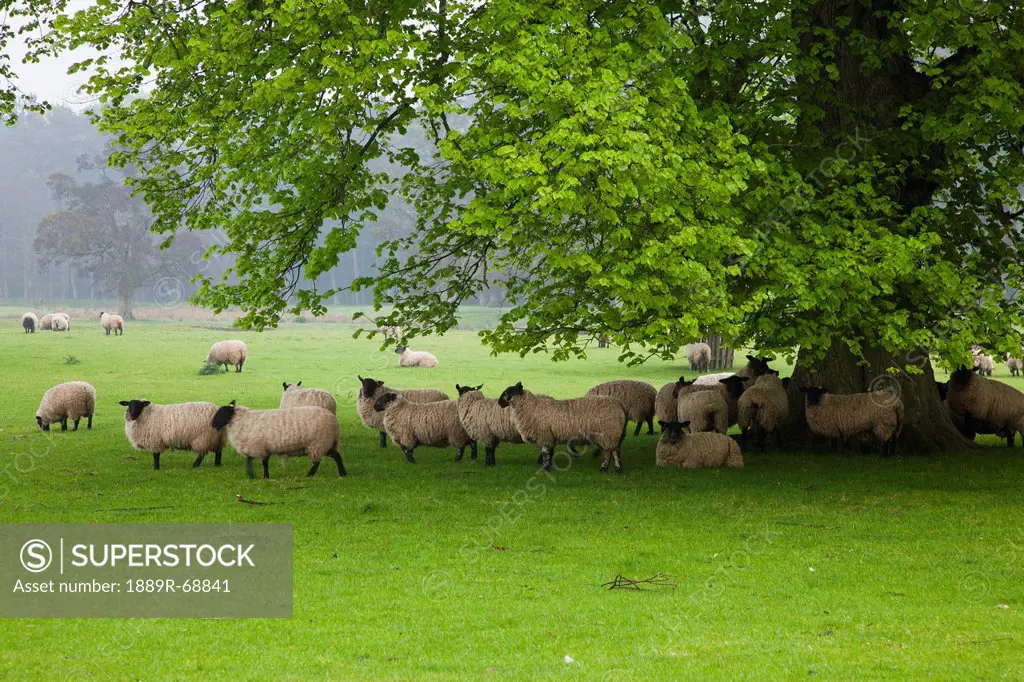 sheep grazing on the grass under the shade of a tree, northumberland england