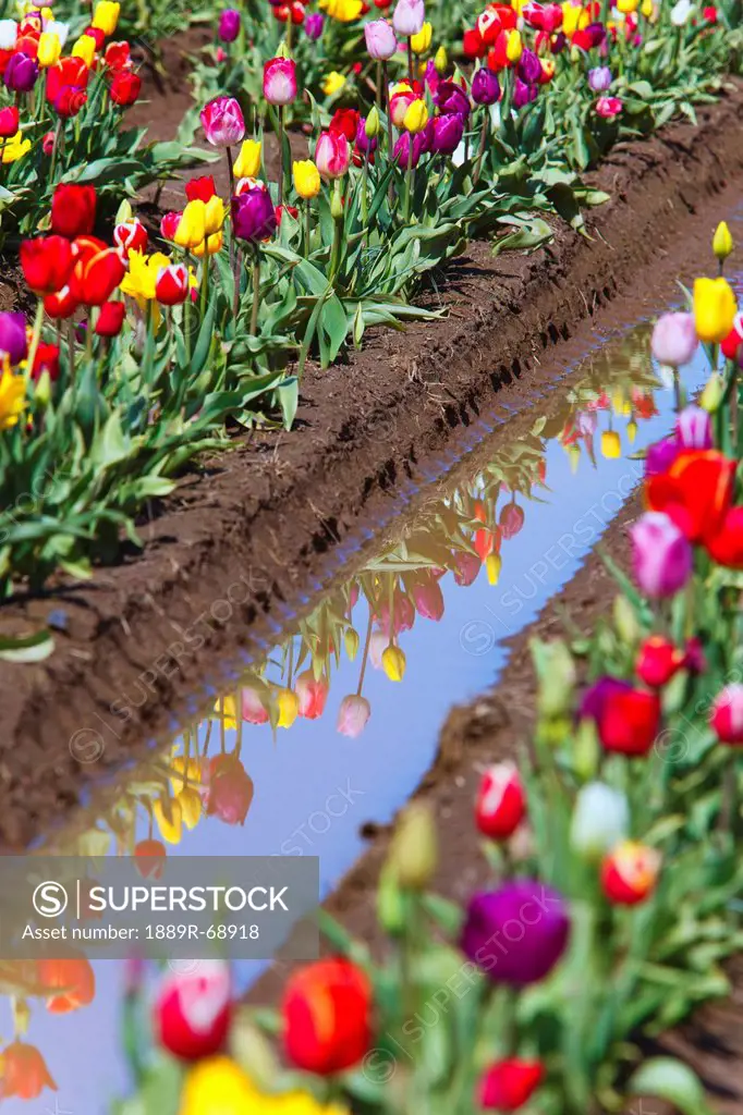 tulips growing in a field reflected in a stream of water at wooden shoe tulip farm, woodburn oregon united states of america