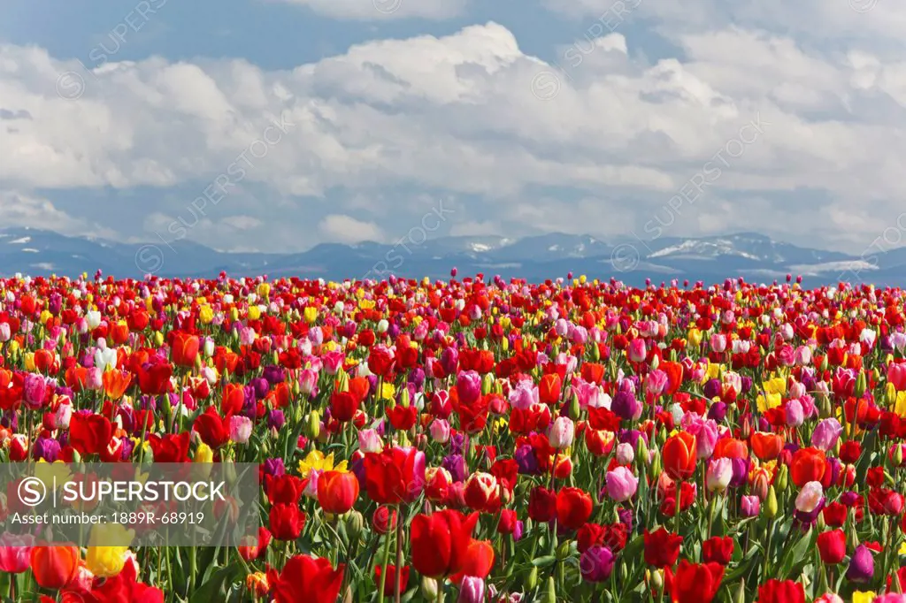 variety of colored tulips growing in a field with the mountains in the background at wooden shoe tulip farm, woodburn oregon united states of america