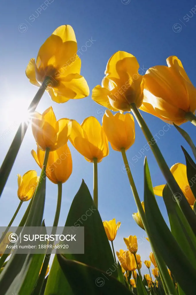yellow tulips against a blue sky at wooden shoe tulip farm, woodburn oregon united states of america