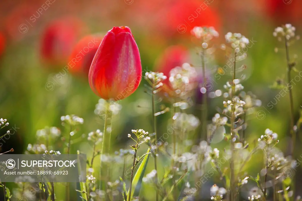 red tulips growing with sprigs of small white flowers at wooden shoe tulip farm, woodburn oregon united states of america