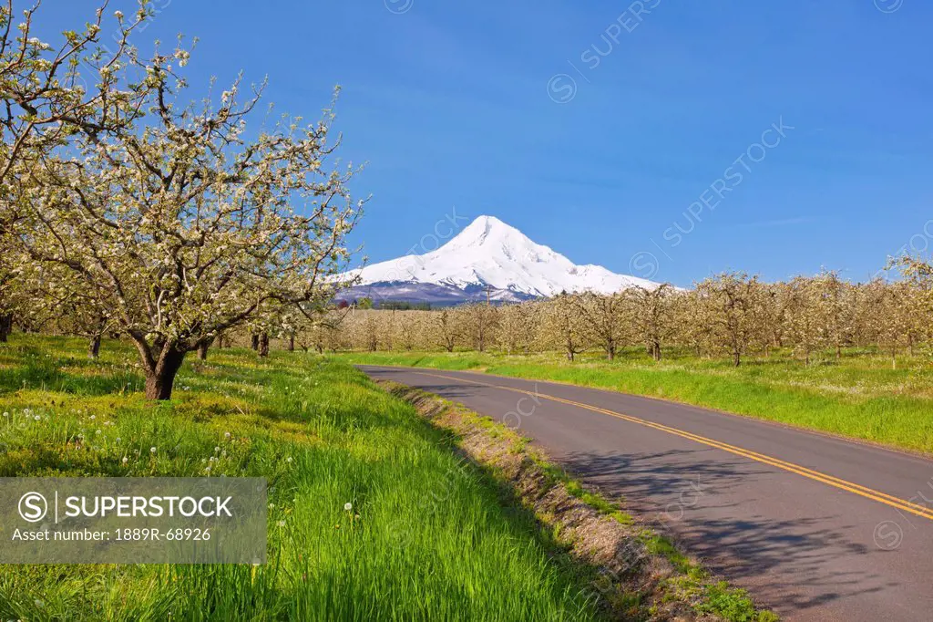 mount hood and spring blossoms in a fruit orchard in hood river valley, oregon united states of america