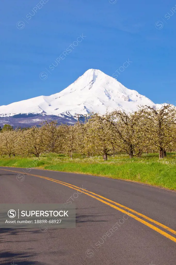 mount hood and spring blossoms in a fruit orchard in hood river valley, oregon united states of america
