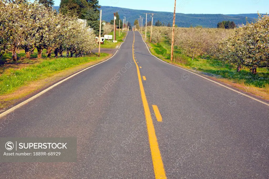 spring blossoms in a fruit orchard and a road in hood river valley, oregon united states of america
