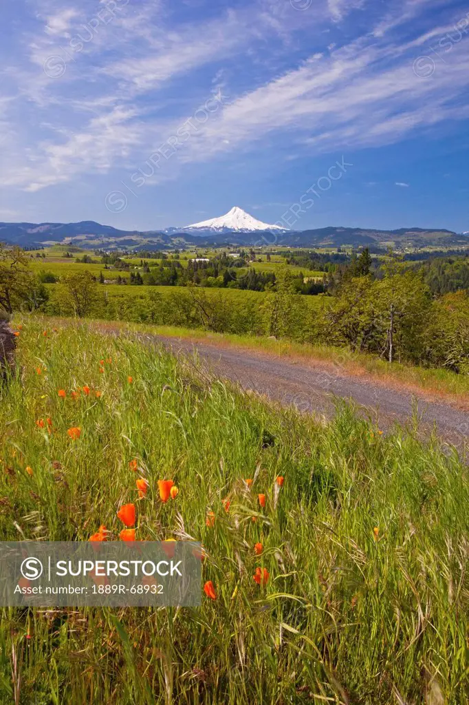 wildflowers growing on the side of a gravel road with a view of mount hood, oregon united states of america