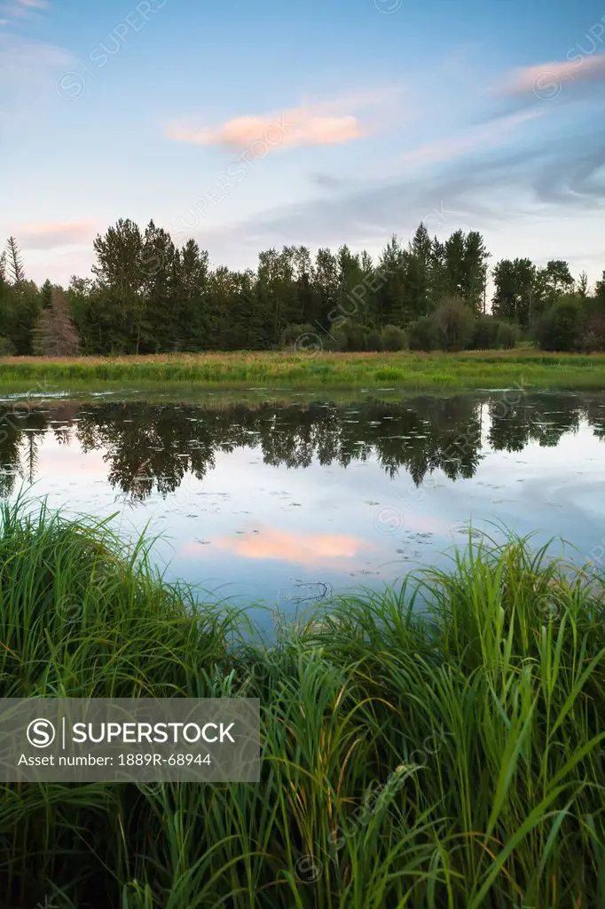clouds reflected in a pond at sunset, drayton valley alberta canada