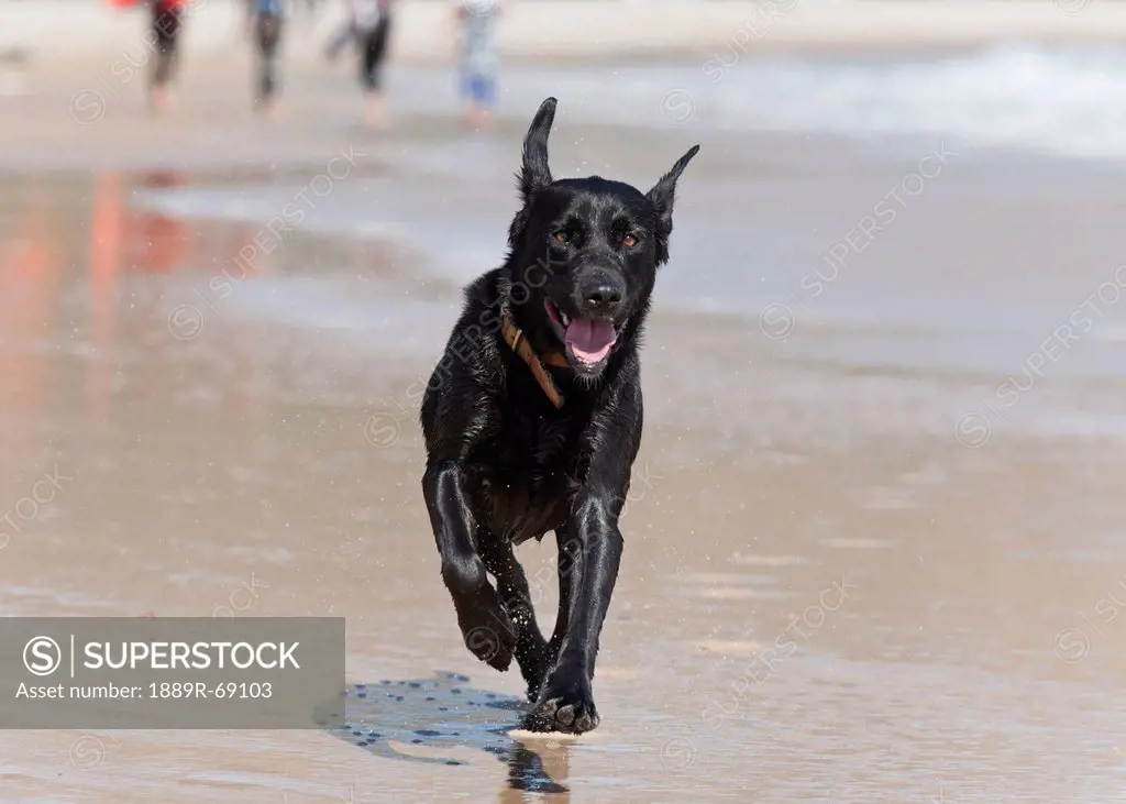 a black dog runs across the wet sand at punta paloma beach, tarifa cadiz andalusia spain