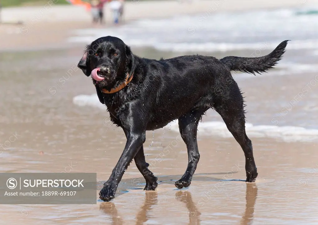 a black labrador walks on the wet sand of punta paloma beach, tarifa cadiz andalusia spain